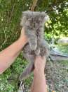 Foto Gattino Persiano Grigio