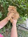 Foto Gattino Persiano Rosso
