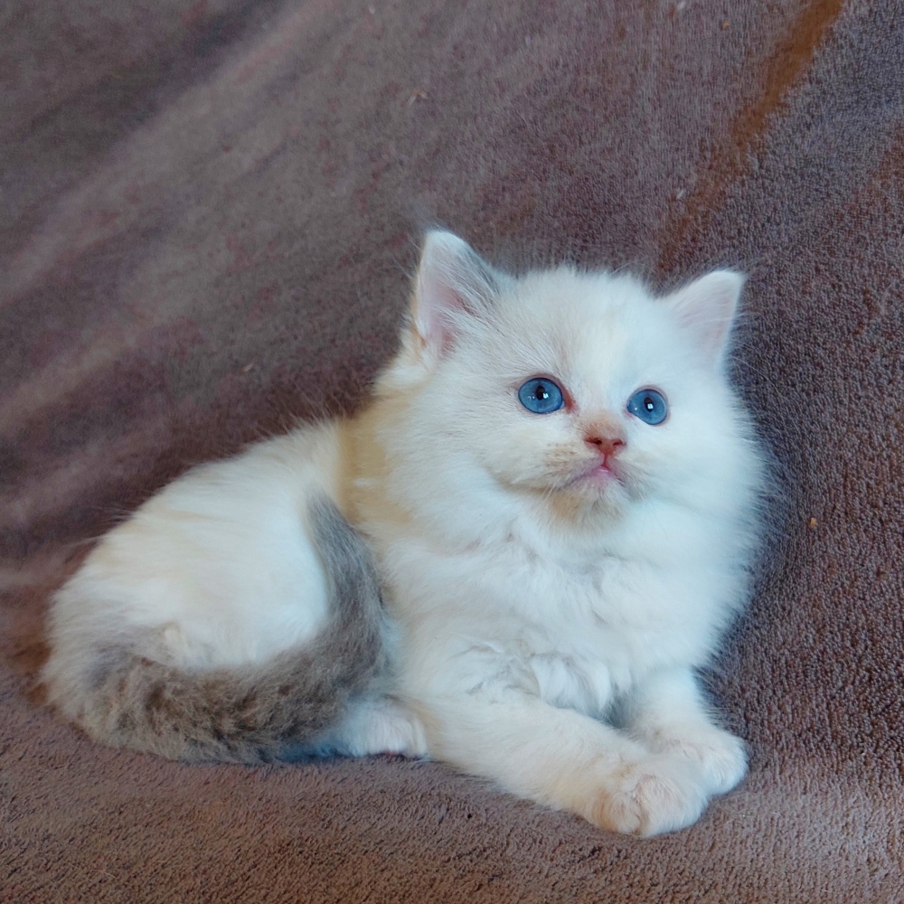 Foto Gattino RAGDOLL con pedigree