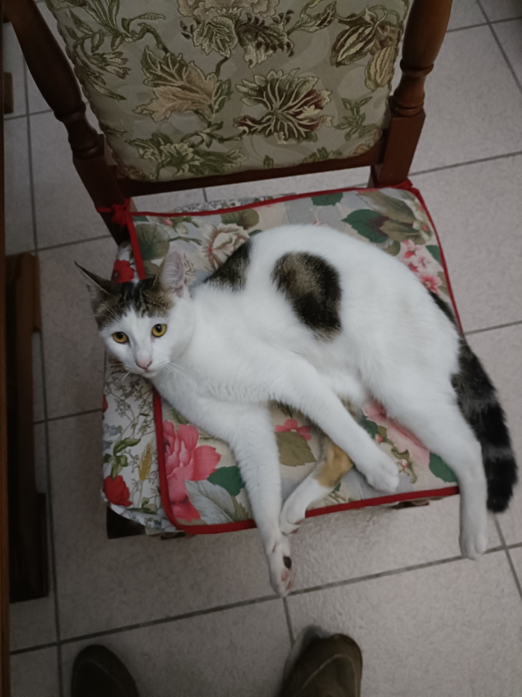 Foto gatto bianco con macchie grigio scuro 