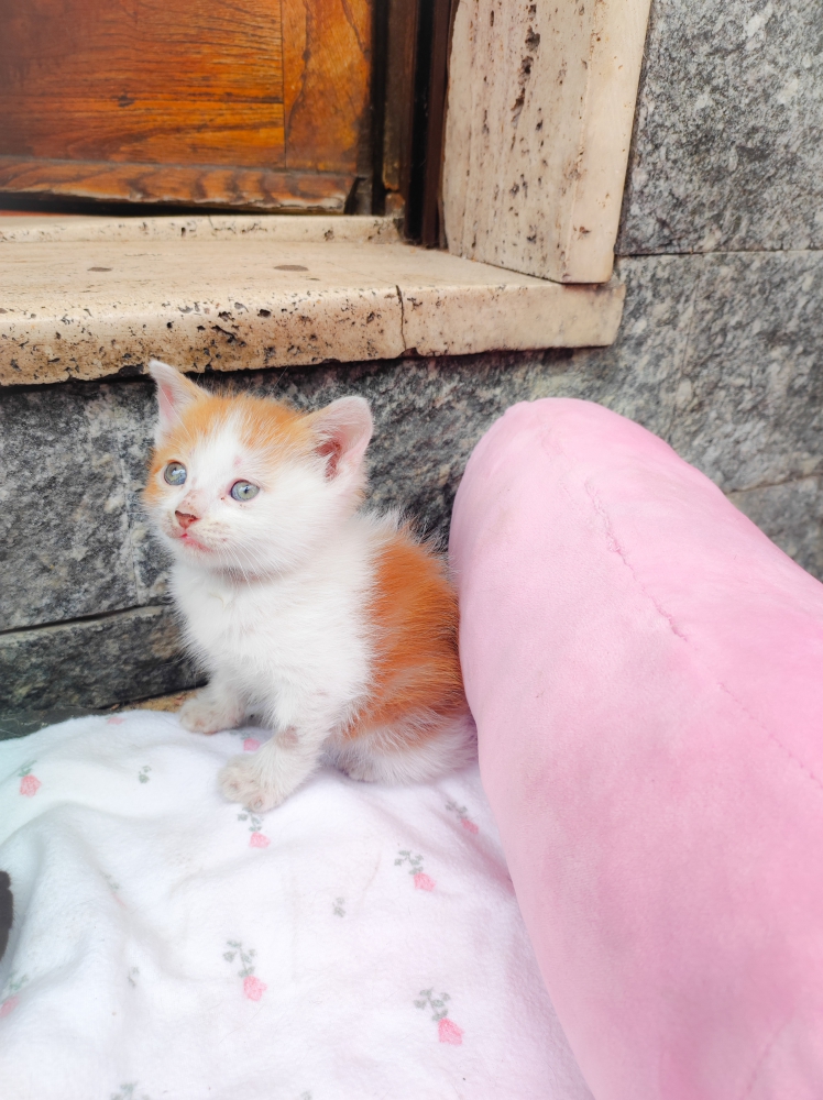 Foto Gatto femmina cucciolo regalo Reggio Calabria 