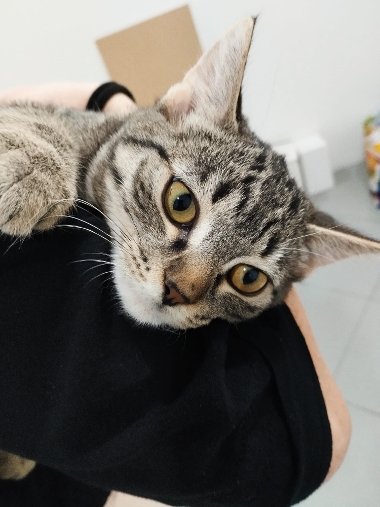 Foto GATTO GRIGIO europeo