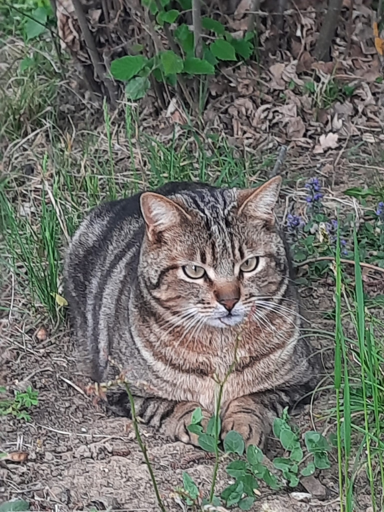 Foto Gatto smarrito