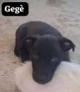 Foto Gege cucciolino nero che  rimasto solo