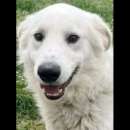 Foto GERICO SPLENDIDO PMA PRIGIONIERO IN CANILE, CANE IN ADOZIONE Foto GERICO SPLENDIDO PMA PRIGIONIERO IN CANILE, CANE IN ADOZIONE