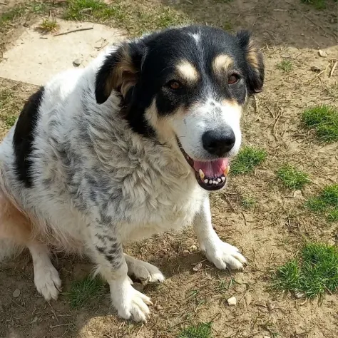 Foto Gilda cagnolona di 9 anni in adozione