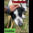 Foto GIOBBE LO SGUARDO DELLA RASSEGNAZIONE. CAGNOLINO IN ADOZIONE Foto GIOBBE LO SGUARDO DELLA RASSEGNAZIONE. CAGNOLINO IN ADOZIONE