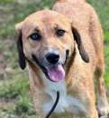 Foto GIOVANE CAGNOLINA IN ADOZIONE, TAGLIA MEDIO PICCOLA