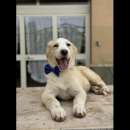 Foto GIULIO UN AMORE DI CUCCIOLO DA ADOTTARE