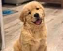 Foto Golden Retriever Americano cuccioli
