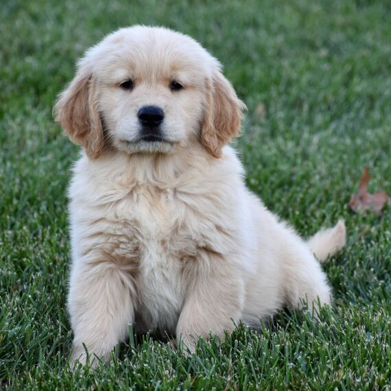 Foto Golden Retriever cuccioli per l'adozione