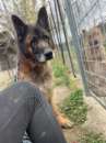 Foto Haegar, 12 anni, maschio di pastore tedesco abbandonato in montagna per morirvi.