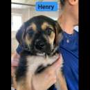 Foto HENRY, HOLDEN, HURRA' CUCCIOLI IN ADOZIONE