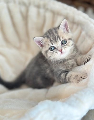 Foto Ho due gattini British Shorthair in vendita 