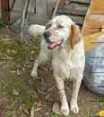 Foto Hogan bellissimo setter inglese bianco arancio in regalo