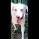 Foto HOTSPOT GIOIOSO AFFETTUOSO SOCIEVOLE, CAGNOLINO IN ADOZIONE