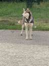 Foto Husky femmina 2/3anni mollata a se stessa.CALABRIA