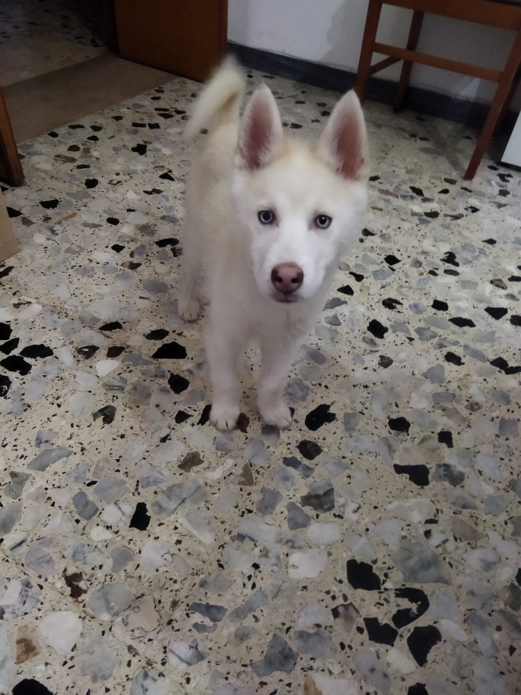 Foto Husky siberiano