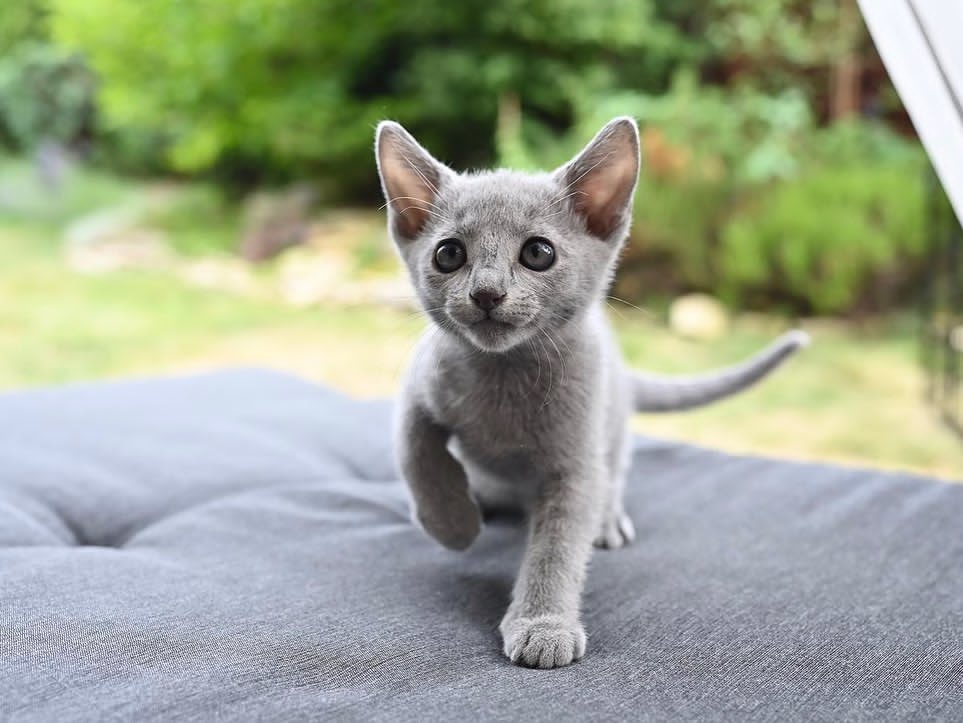 Foto I migliori gattini blu di Russia,