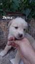 Foto Ibisco cucciolo