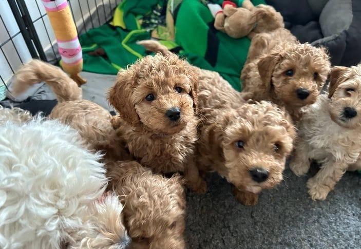 Foto Il bellissimo cucciolo di Cavapoo Conta è pronto per una nuova casa