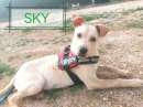 Foto Il dolcissimo  Sky futura taglia grande vi aspetta