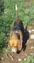 Foto Imma Beagle taglia medio piccola 13 kg