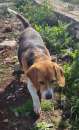 Foto Imma Beagle taglia medio piccola 13 kg