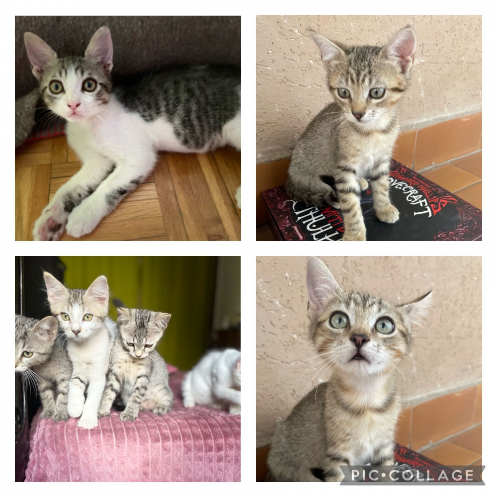 Foto In adozione gattini dolcissimi vaccinati di due mesi e mezzo. 
