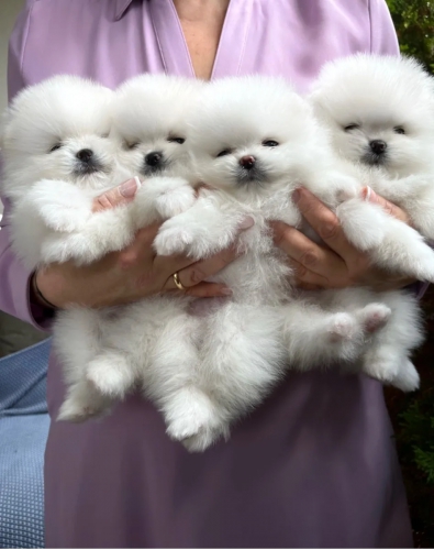 Foto In vendita cuccioli di Pomerania.
