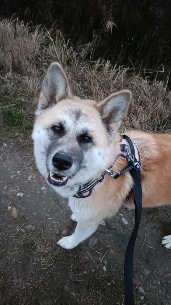 Foto Incrocio tra Akita e lupo