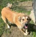 Foto IRENEO SOCIEVOLE E AFFETTUOSO CANE IN ADOZIONE