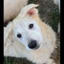 Foto IVAN, IOLE, ILENIA, ILARIA: MERAVIGLIOSI CUCCIOLI IN ADOZIONE