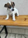 Foto Jack Russell