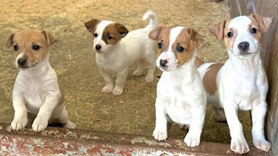 Foto Jack Russell