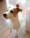 Foto Jack Russell Broken per accoppiamento