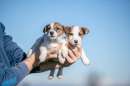 Foto JACK RUSSELL CUCCIOLI