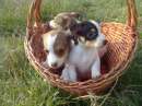 Foto Jack Russell cuccioli