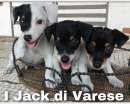 Foto Jack Russell cuccioli maschi