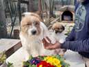 Foto Jack Russell Terrier Broken cuccioli
