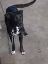 Foto JAKE, dolce cucciolotto mix labrador vive a catena