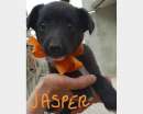Foto Jasper,cucciolo meticcio cerca famiglia per sempre