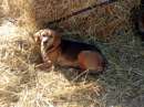 Foto Jeff simil beagle in regalo