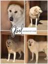 Foto Joel