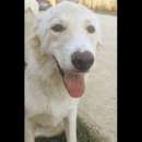 Foto KALI' tenera cucciolona in adozione, taglia media.