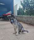 Foto Kemal, meraviglioso cucciolo simil pastore tedesco