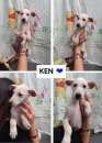 Foto KEYLA E KEN, 3 MESI FUTURA TAGLIA MEDIO/PICCOLA CERCANO CASA!!!