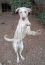 Foto Kira bellissima cucciola mix labrador cerca casa