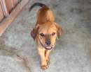Foto Kiwi, cucciolo mix Beagle di 5 mesi