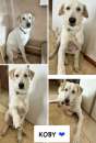 Foto KOBY, LABRADOR INCROCIO, 7 MESI, CAUSA TRASFERIMENTO NON LO VOGLIONO PIU